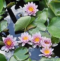 菜月先生