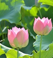 華優（かゆう）先生