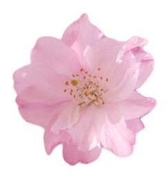 桜咲(さくらざき)先生